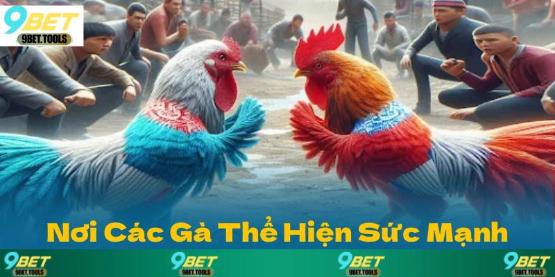 Đá Gà 9BET: Nơi Hội Tụ Những Trận So Tài Gà Chọi 2026 - WINCASCADE.WORK