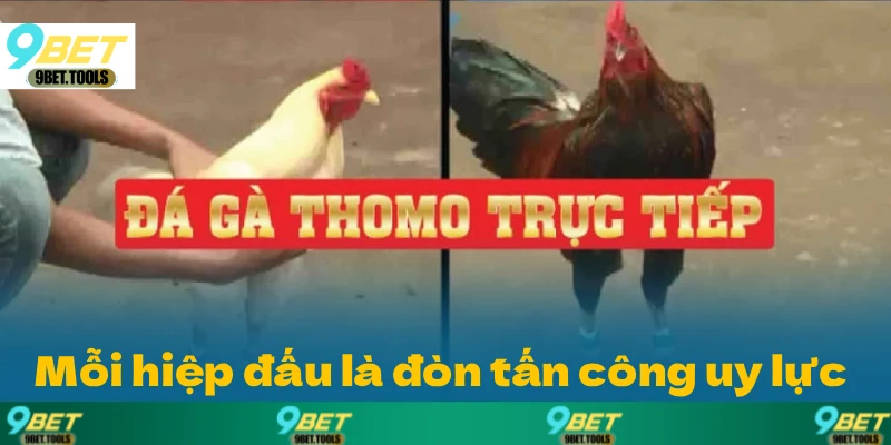 Đá Gà Thomo: Sân Chơi Cá Cược Nảy Lửa Nhất Năm 2026 - WINCASCADE.WORK