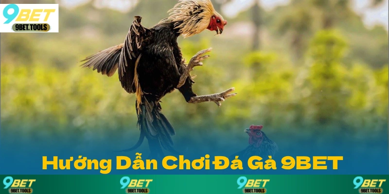 Đá Gà 9BET: Nơi Hội Tụ Những Trận So Tài Gà Chọi 2026 - WINCASCADE.WORK